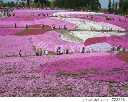 Chichibu's mushroom cherry blossoms 722208