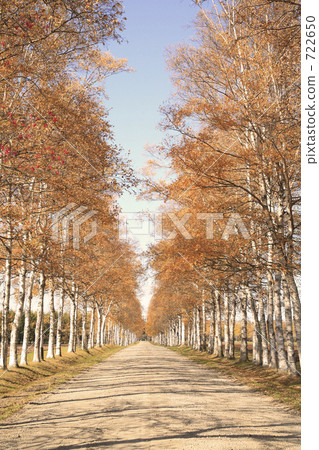 Sylakaba tree-lined avenue 722650