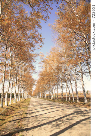 Sylakaba tree-lined avenue 722651