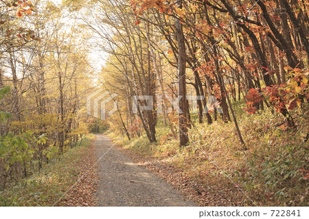 秋天森林公路 722841