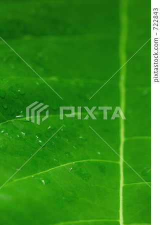 脈絡 翠綠 鮮綠 722843