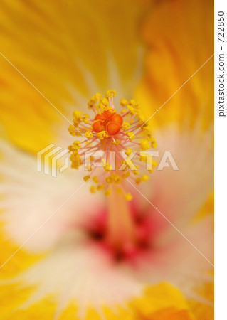stamen, pistil, hibiscus 722850