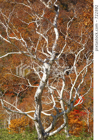 Daikekamba和秋葉 722892