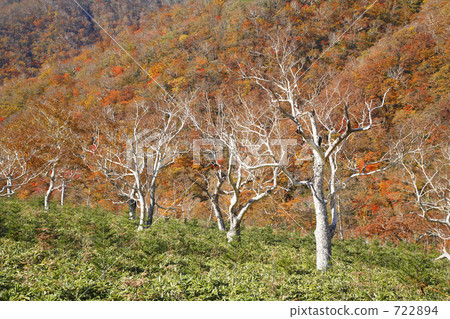 Daikekamba and autumn leaves 722894