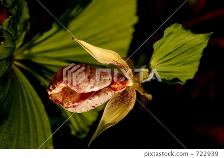 瀕危物種 春暖花開 春天的花 722939