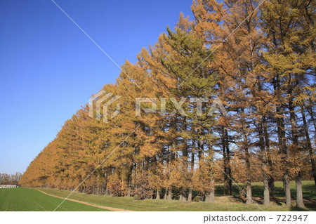 Larch tree 722947
