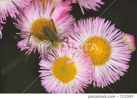 春飛蓬 紫苑 蚱蜢 722993