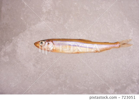 西太公魚 魚 冰上 723051