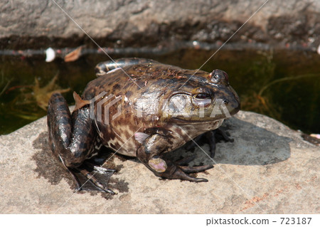 Remains of spring and bullfrog 723187