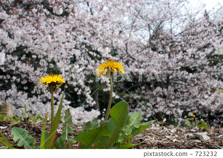 蒲公英的櫻花盛開 723232