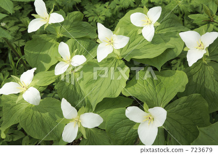 Ooba nano enlivis 723679