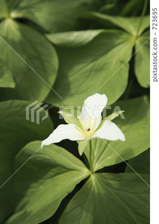 Ooba nano enlivis 723695