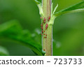 Solidago apidus aphid 723733
