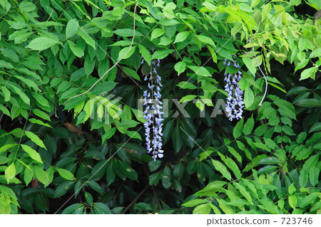 Yamafuji Yamafuji 723746