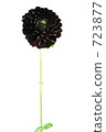 dahlia, dahlias, bloom 723877