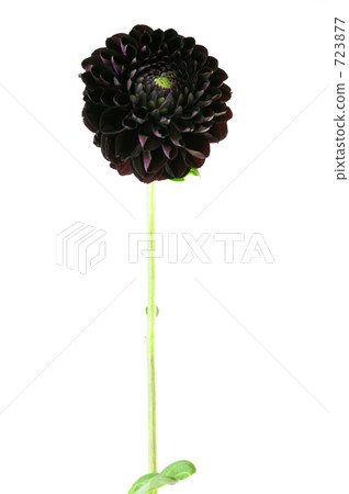 dahlia, dahlias, bloom 723877