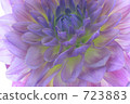 dahlia, dahlias, bloom 723883