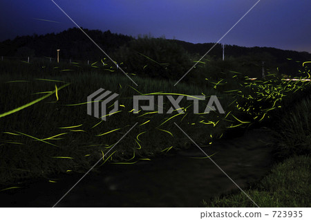 Fireflies in Keihoku Town Fireflies in Keihoku Town 723935
