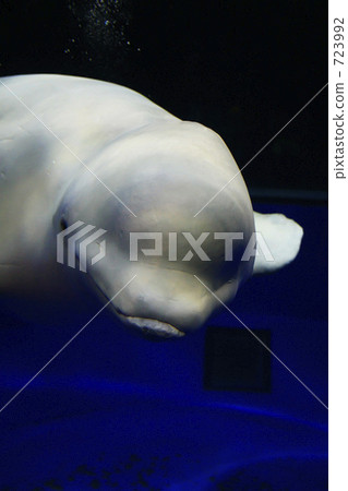 whale, in the sea, seawater 723992