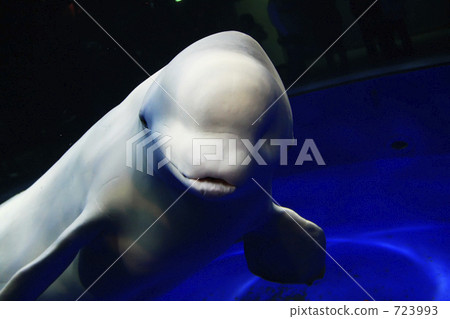 whale, in the sea, seawater 723993