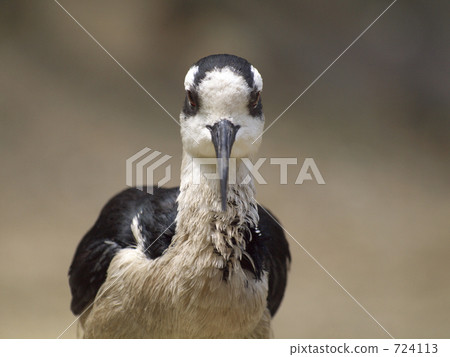 Chloé Rei Seita Kashigi Chloé Rei Seita Kashigi 724113