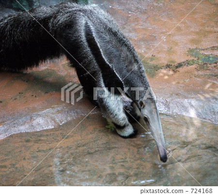 giant anteater, animal, animals 724168