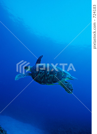 海龜 烏龜 與論島 724183