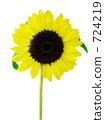 sunflower sunflower 724219