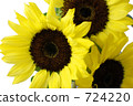 sunflower sunflower 724220
