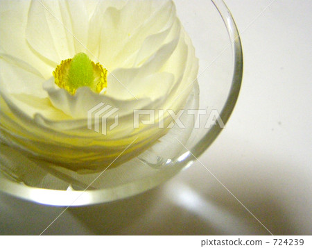 Flowering of the surface of the water Flowering of the surface of the water 724239