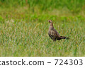 pheasant  724303