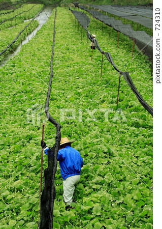 Wasabi field 724310