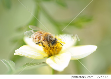 bee, hive bee, honeybee 724342