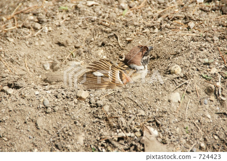 在沙浴中 在沙浴中 724423