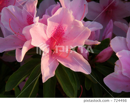 在夕陽下綻放華麗 在夕陽下綻放華麗 724498