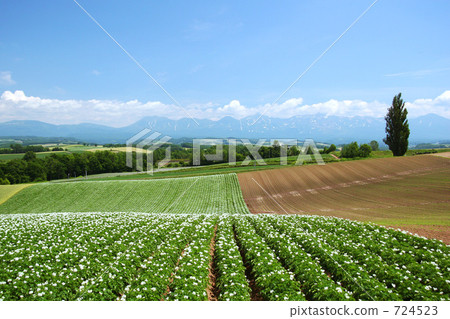 Potato Flower, Ken and Mary Tree 724523