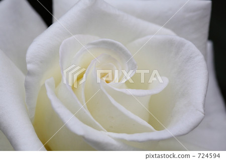 Spring rose owner old Furukawa garden 724594