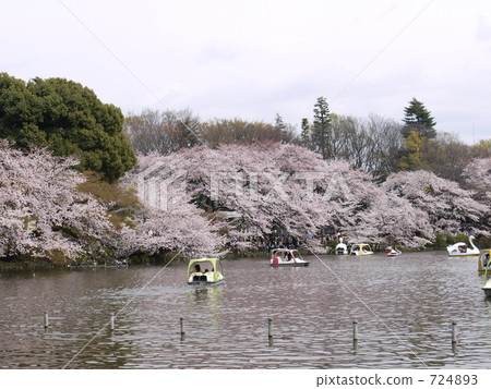 inokashira park, cherry-blossom viewing, cherry blossom 724893