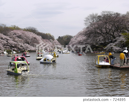 井之頭公園 天鵝 池塘 724895