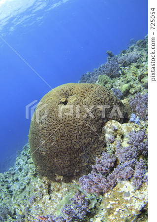 Sea of coral reef Kerama 725054