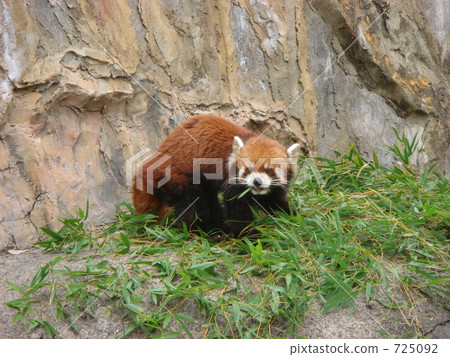 Nodogama山動物園的小熊貓 725092