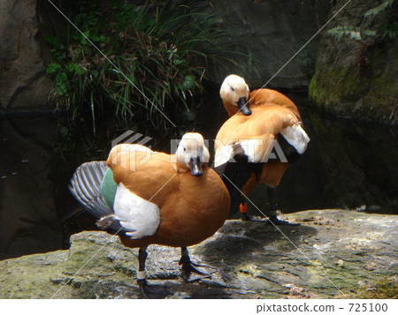 Nogeyama動物園鴨子 725100
