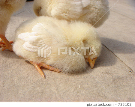 Nogeyama動物園的小雞 725102