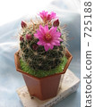 仙人掌花 725188