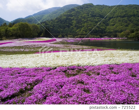 Shiba櫻桃樹和山 725522