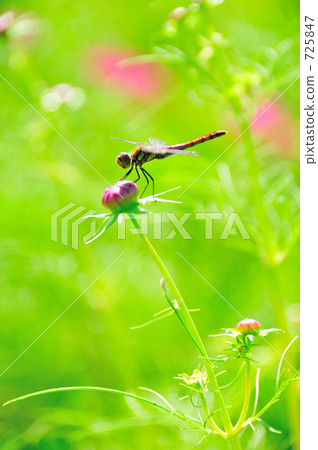 Dragonfly Dragonfly 725847