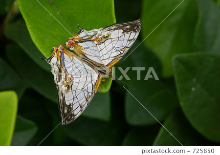 一隻蝴蝶 725850