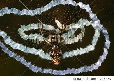 熔化的蜘蛛牛奶製作有趣的網 熔化的蜘蛛牛奶製作有趣的網 725875