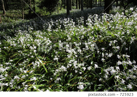茨城花卉公園沙加社區 725923