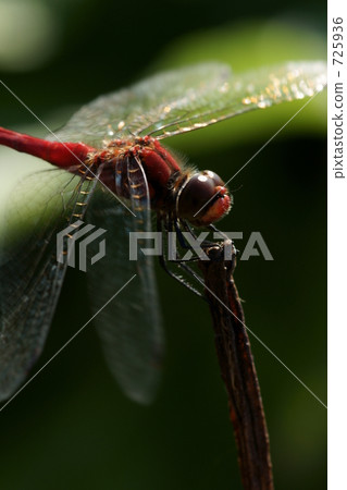 蜻蜓 生物 活的東西 725936